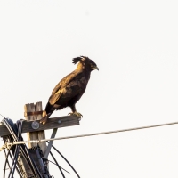 Second record of Long-crested Eagle for the Plain. Seen 1km outside Bredasdorp on Arniston Road